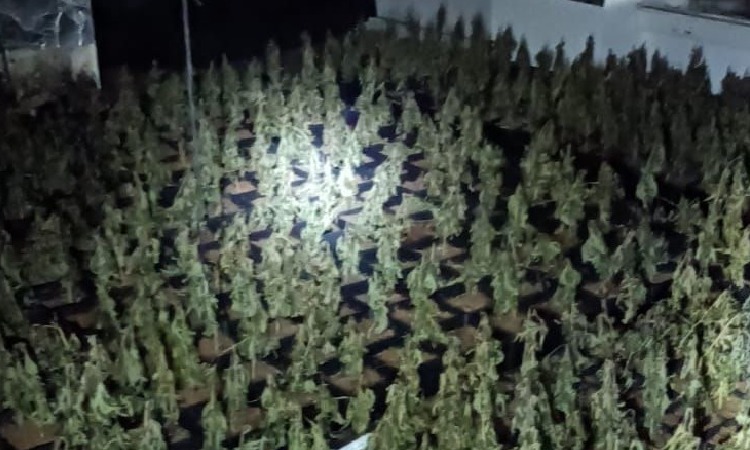 Desmantellen un cultiu de marihuana amb 800 plantes a la Sagrada Família
