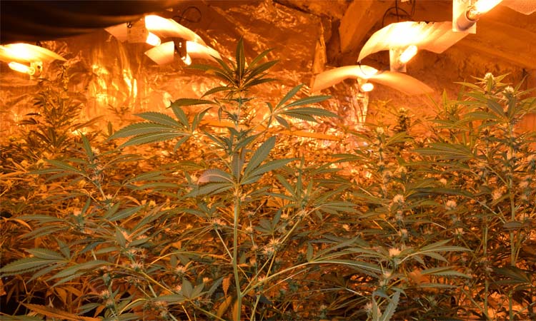Els Mossos desmantellen una plantació de 3.000 plantes de marihuana