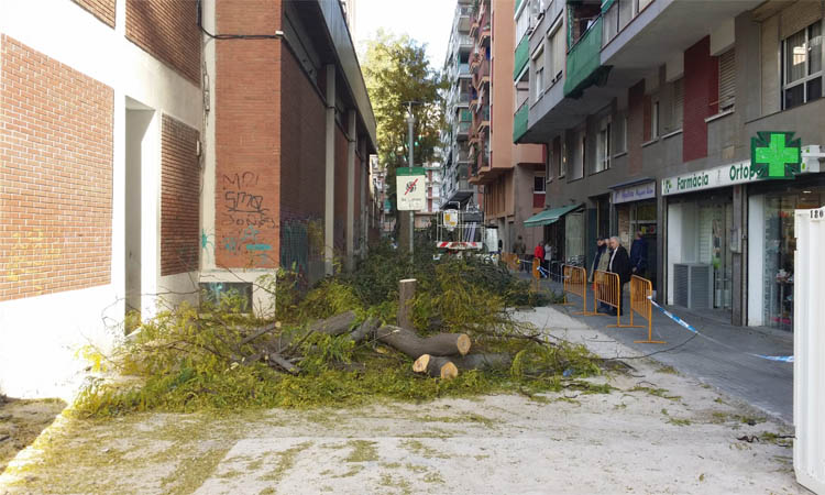 El govern de Marín es defensa per les crítiques a les tales d’arbres