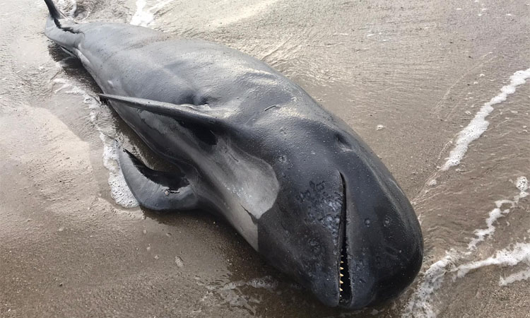 Apareix un dofí mort a la platja del Prat