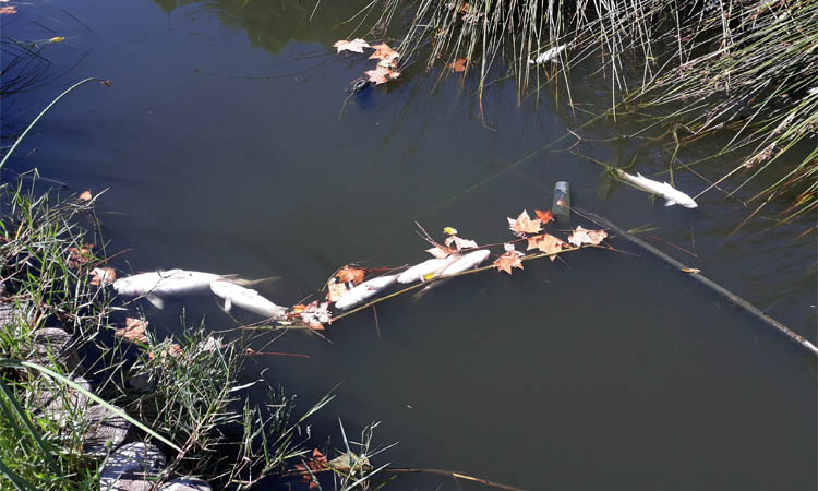 Denuncien la mort de diversos peixos per un vessament a Castelldefels