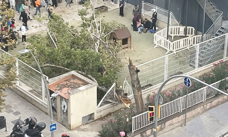 Diversos ferits per la caiguda d’un arbre a l’Escola 30 Passos