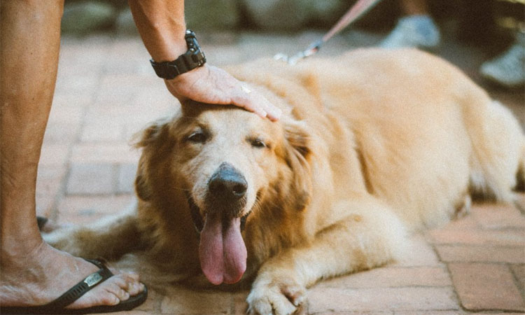 Protegeix el teu gos de la calor: saps com fer-ho?