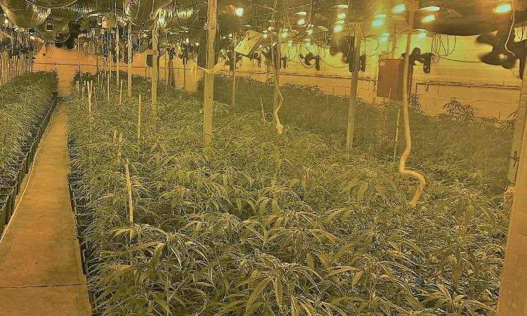 Plantació marihuana