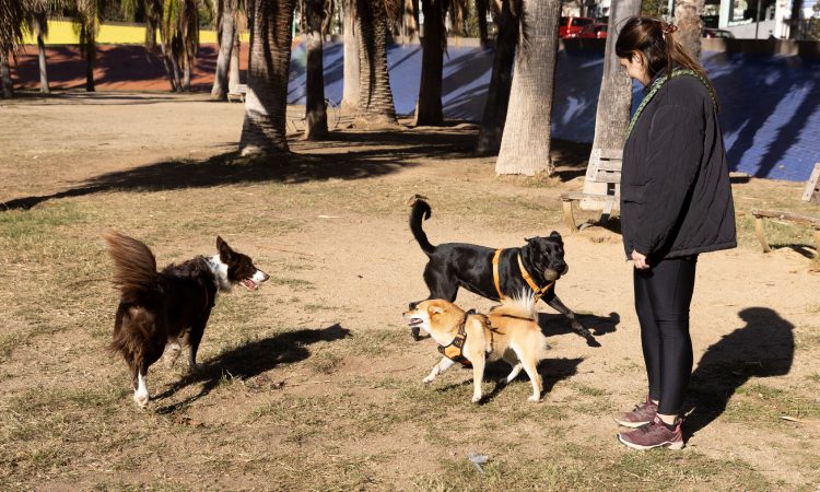 Els gossos podran anar deslligats en 109 espais de la ciutat de Barcelona