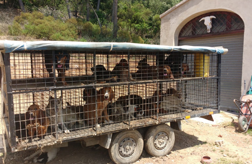 Els animals estaven tancats en gàbies. Foto: Fundació Daina