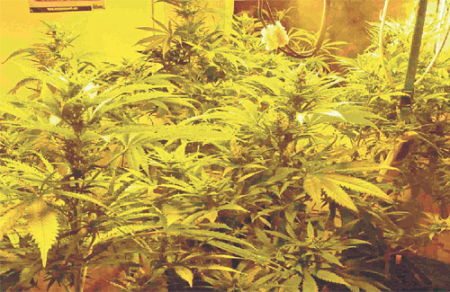 Plantes de marihuana decomissades. Foto: Guàrdia Civil