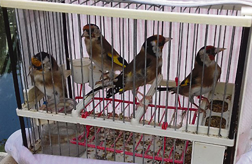 Alguns dels ocells intervinguts. Foto: Mossos d’Esquadra