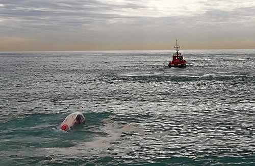 Salvament Marítim va retirar el cadàver de l’animal dimarts. Foto: Ajuntament