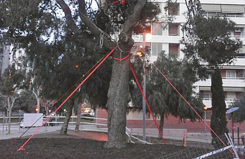 L’arbre, de moment, s’aguanta amb cordes perquè no caigui. Foto: IC