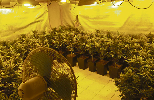 La família tenia la llum punxada i un macro cultiu de marihuana. Foto: Mossos