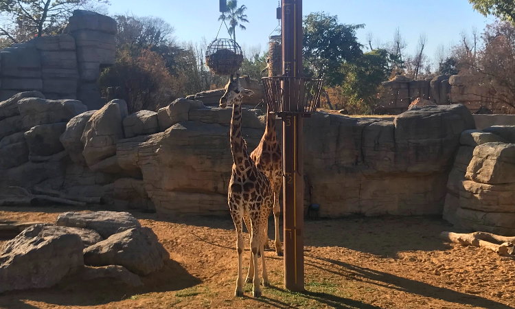 Zoo girafes